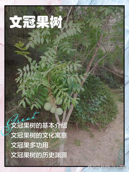 文冠果能吃吗，文冠果能吃吗对身体有什么好处-第1张图片-优品飞百科