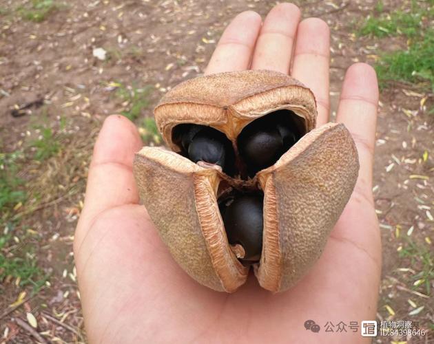 文冠果能吃吗，文冠果能吃吗对身体有什么好处-第3张图片-优品飞百科