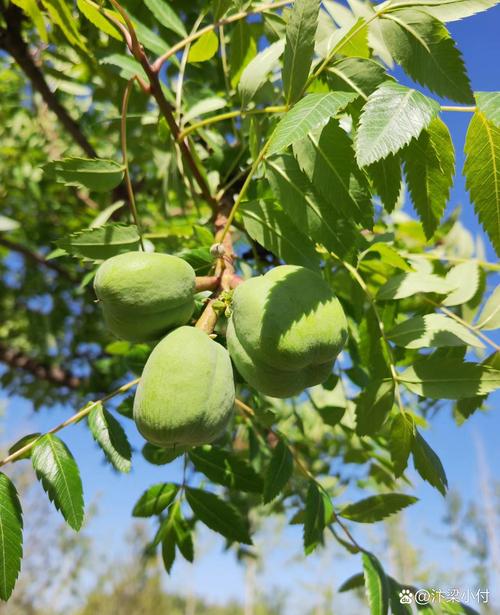 文冠果能吃吗，文冠果能吃吗对身体有什么好处-第4张图片-优品飞百科