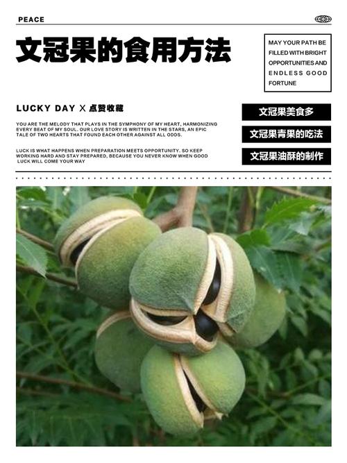 文冠果能吃吗，文冠果能吃吗对身体有什么好处-第5张图片-优品飞百科