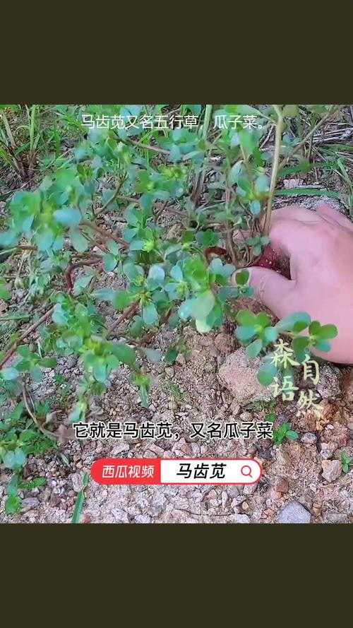 五行草的功效与作用？五行草有哪五种颜色？-第2张图片-优品飞百科