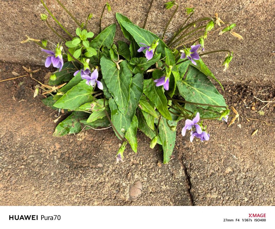 五行草的功效与作用？五行草有哪五种颜色？-第4张图片-优品飞百科