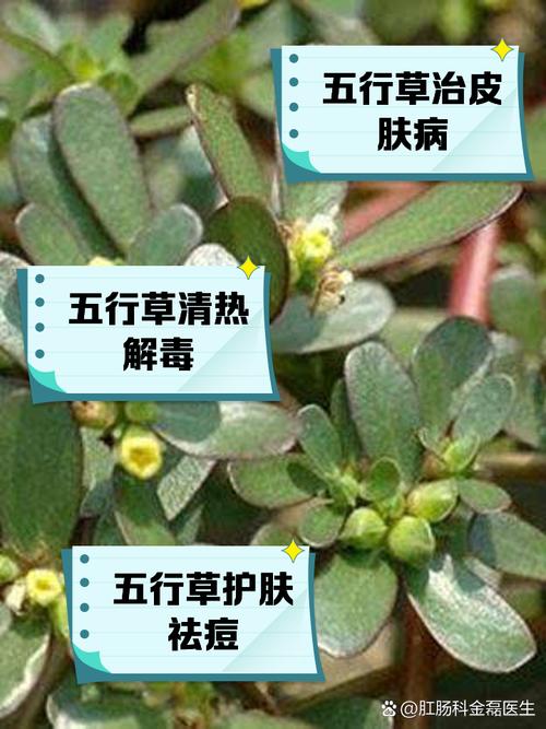 五行草的功效与作用？五行草有哪五种颜色？-第5张图片-优品飞百科