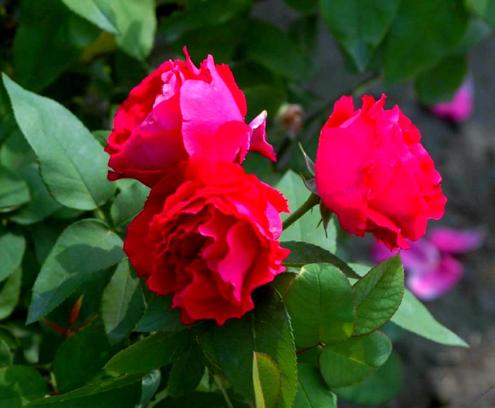 塔城适合养什么花，市花和市树是什么，塔城花卉市场在哪？-第1张图片-优品飞百科