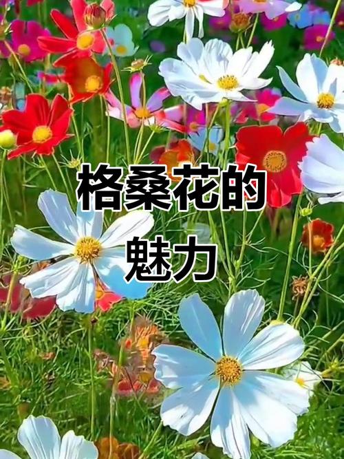 塔城适合养什么花，市花和市树是什么，塔城花卉市场在哪？-第2张图片-优品飞百科