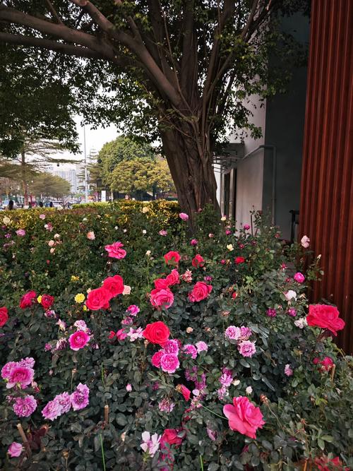 塔城适合养什么花，市花和市树是什么，塔城花卉市场在哪？-第3张图片-优品飞百科