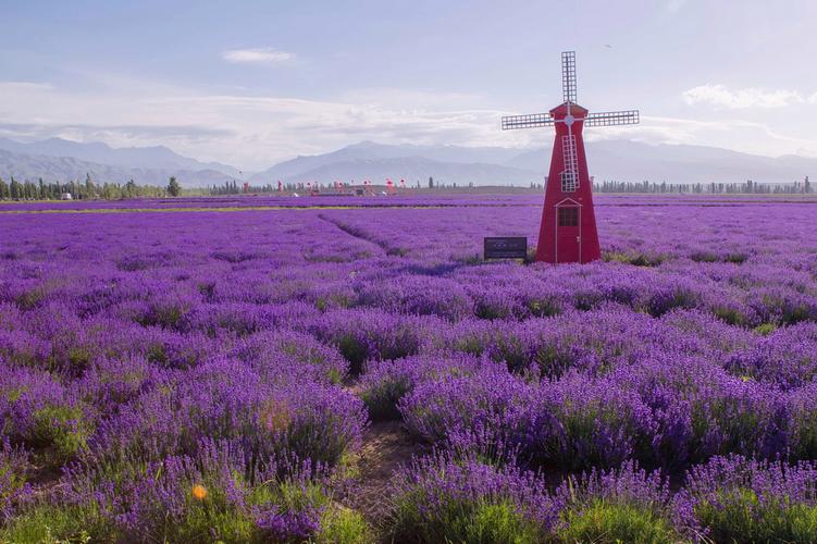 塔城适合养什么花，市花和市树是什么，塔城花卉市场在哪？-第5张图片-优品飞百科