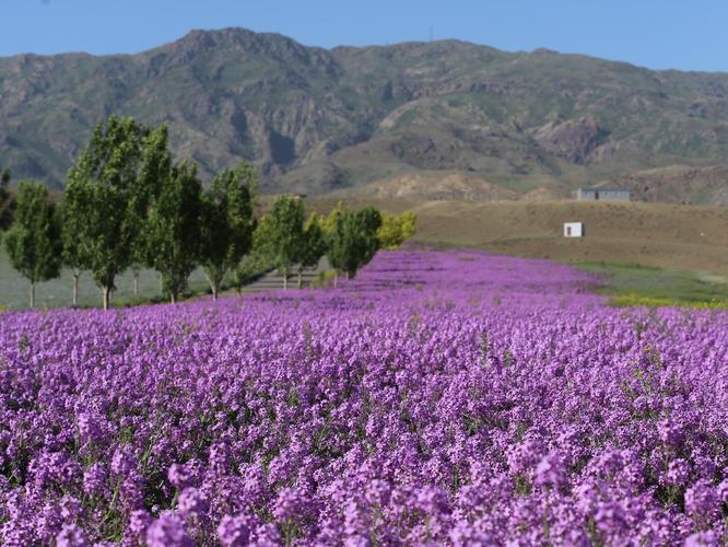 塔城适合养什么花，市花和市树是什么，塔城花卉市场在哪？-第6张图片-优品飞百科