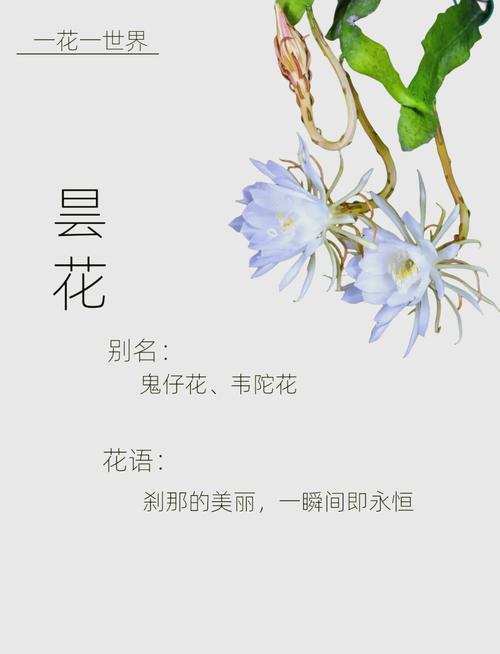 昙花花语是什么？昙花的寓意和象征意义是什么？-第1张图片-优品飞百科
