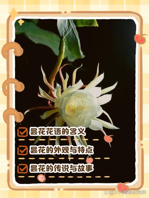 昙花花语是什么？昙花的寓意和象征意义是什么？-第2张图片-优品飞百科