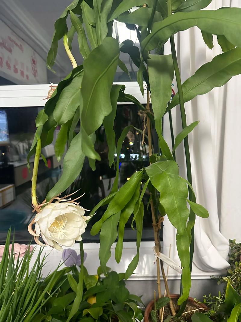 昙花花语是什么？昙花的寓意和象征意义是什么？-第3张图片-优品飞百科