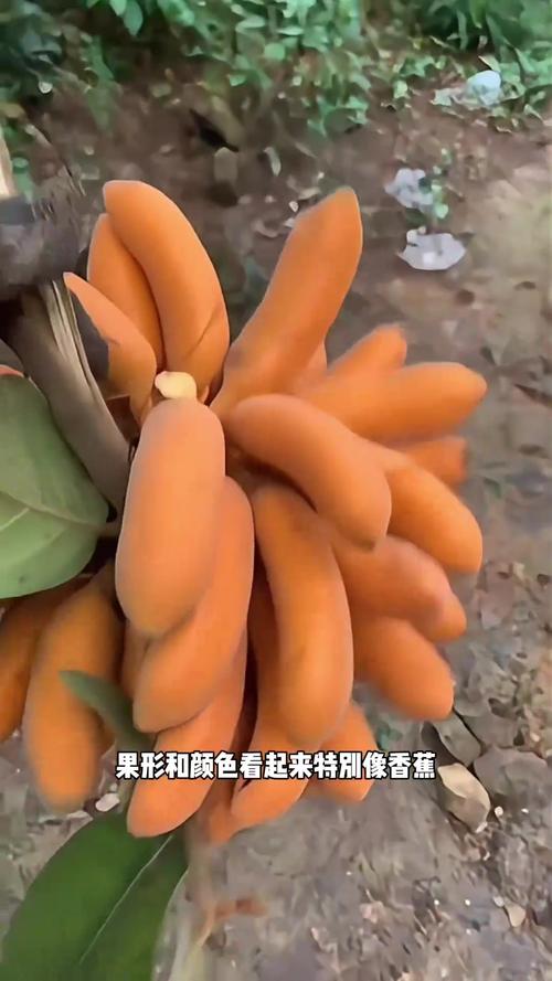 香蕉像什么，香蕉图片，香蕉像什么写一个比喻句-第2张图片-优品飞百科