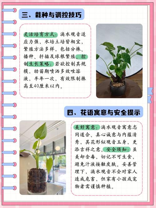 养滴水观音有什么好处？养滴水观音有什么寓意？-第2张图片-优品飞百科