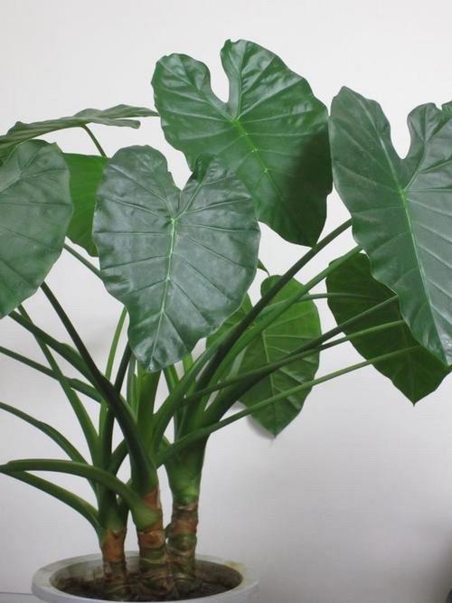 养滴水观音有什么好处？养滴水观音有什么寓意？-第4张图片-优品飞百科