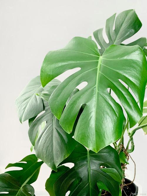 养滴水观音有什么好处？养滴水观音有什么寓意？-第5张图片-优品飞百科