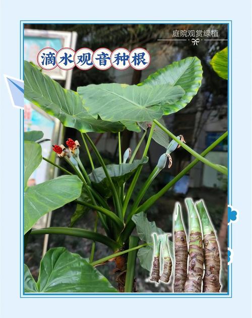 养滴水观音有什么好处？养滴水观音有什么寓意？-第6张图片-优品飞百科