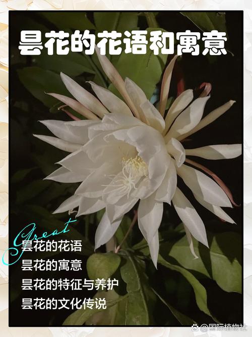 昙花的花语和象征意义，昙花的花语和象征意义特点？-第1张图片-优品飞百科
