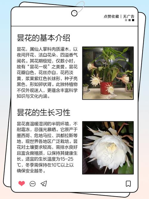 昙花的花语和象征意义，昙花的花语和象征意义特点？-第5张图片-优品飞百科