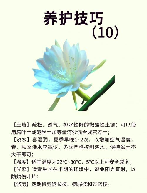 昙花的花语和象征意义，昙花的花语和象征意义特点？-第4张图片-优品飞百科