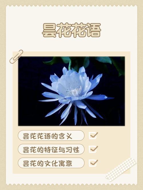 昙花的花语和象征意义，昙花的花语和象征意义特点？-第7张图片-优品飞百科