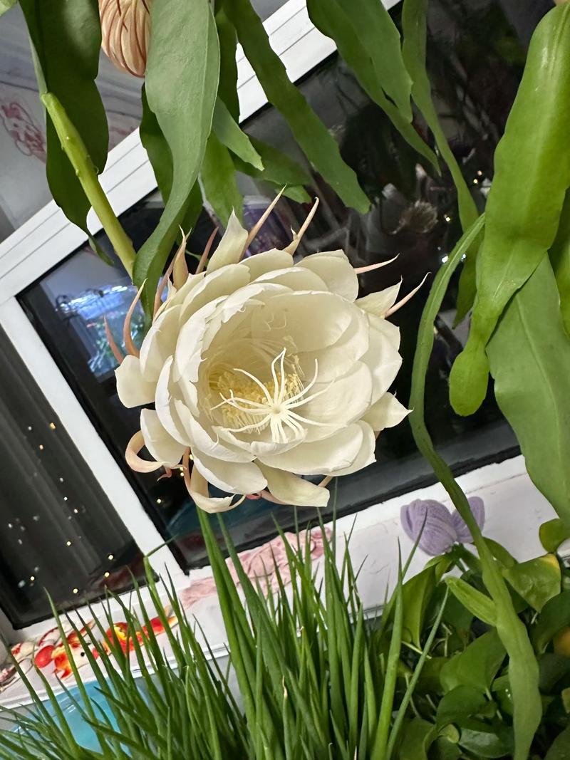 昙花的花语和象征意义，昙花的花语和象征意义特点？-第8张图片-优品飞百科