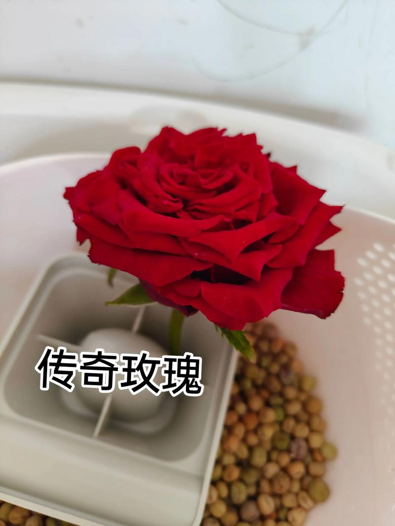 传奇红玫瑰的花语，玫瑰的花语是什么意思，传奇玫瑰有香味吗