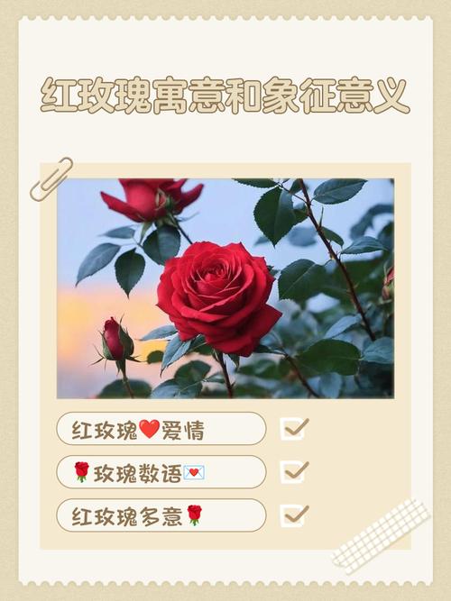 传奇红玫瑰的花语,玫瑰的花语是什么意思,传奇玫瑰有香味吗-第2张图片-优品飞百科 传奇红玫瑰的花语,玫瑰的花语是什么意思,传奇玫瑰有香味吗-第2张图片-优品飞百科