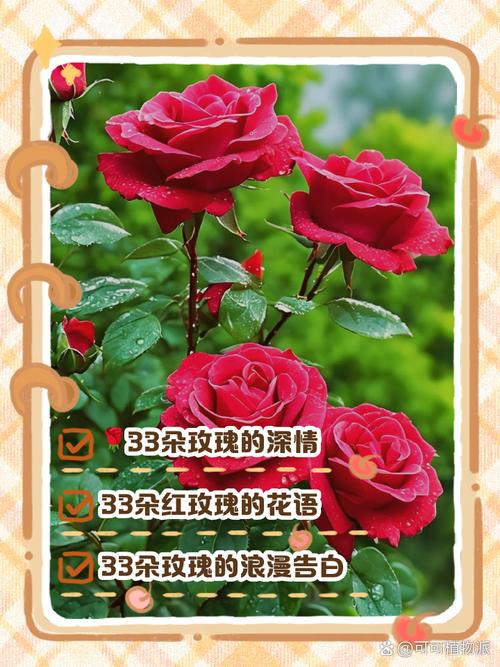 传奇红玫瑰的花语,玫瑰的花语是什么意思,传奇玫瑰有香味吗-第3张图片-优品飞百科 传奇红玫瑰的花语,玫瑰的花语是什么意思,传奇玫瑰有香味吗-第3张图片-优品飞百科