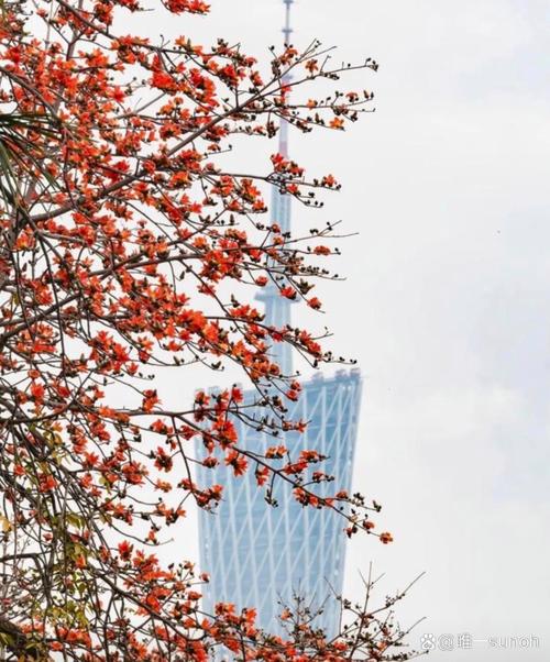 木棉花是哪个城市的市花，是什么时候开的？木棉花是哪个地方的？-第1张图片-优品飞百科
