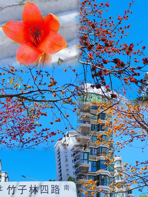 木棉花是哪个城市的市花，是什么时候开的？木棉花是哪个地方的？-第2张图片-优品飞百科