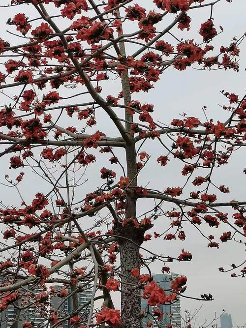 木棉花是哪个城市的市花，是什么时候开的？木棉花是哪个地方的？-第3张图片-优品飞百科