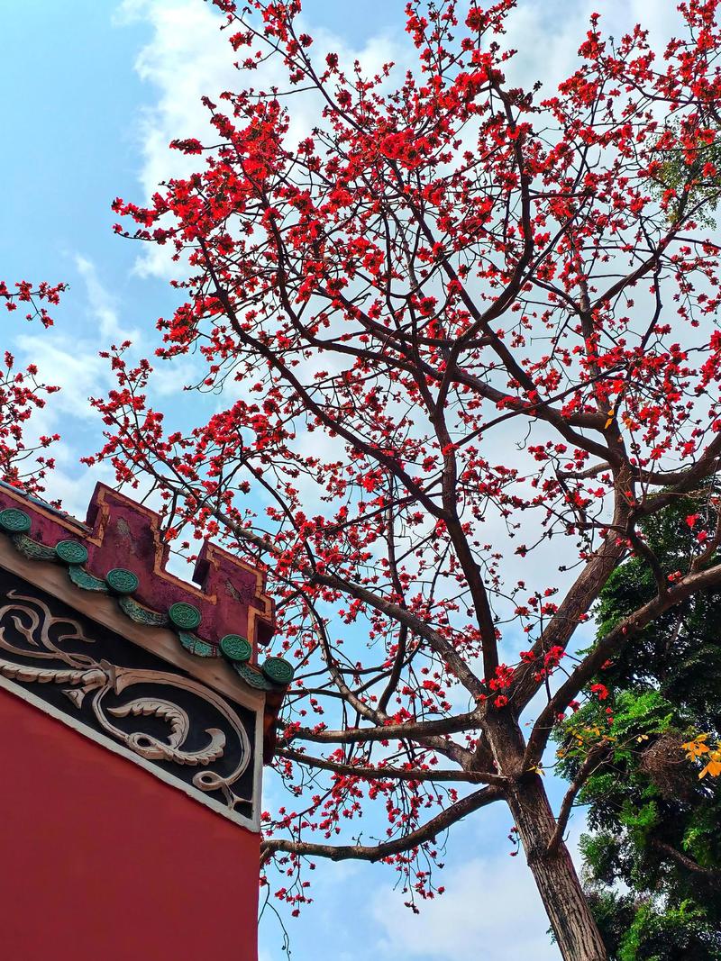 木棉花是哪个城市的市花，是什么时候开的？木棉花是哪个地方的？-第4张图片-优品飞百科