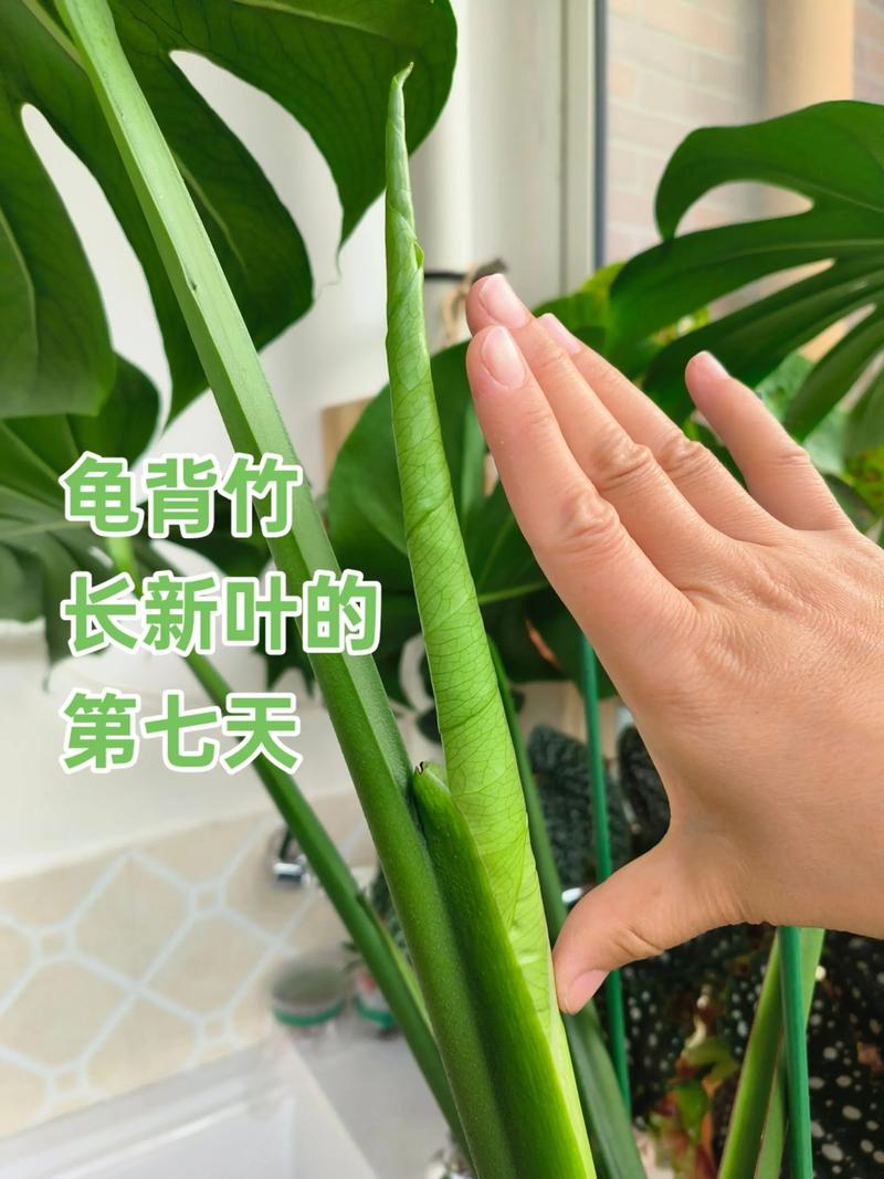 龟背竹叶子滴水的现象正常吗，日常怎么养护，龟背竹 叶子滴水？-第1张图片-优品飞百科