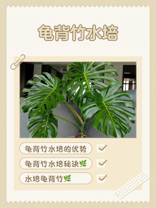 龟背竹叶子滴水的现象正常吗，日常怎么养护，龟背竹 叶子滴水？-第2张图片-优品飞百科