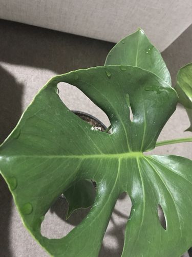 龟背竹叶子滴水的现象正常吗，日常怎么养护，龟背竹 叶子滴水？-第4张图片-优品飞百科