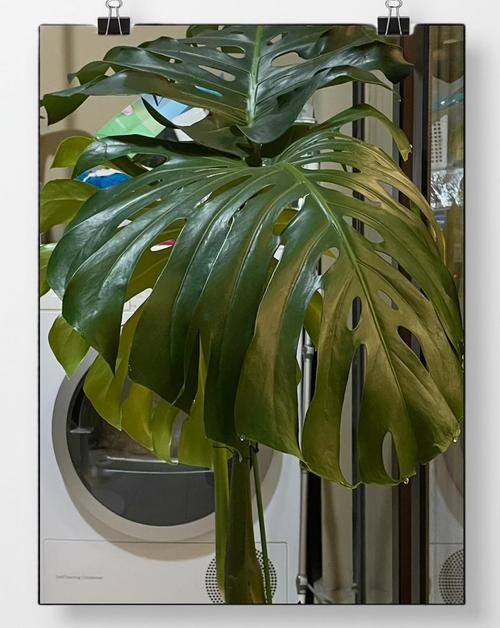 龟背竹叶子滴水的现象正常吗，日常怎么养护，龟背竹 叶子滴水？-第5张图片-优品飞百科