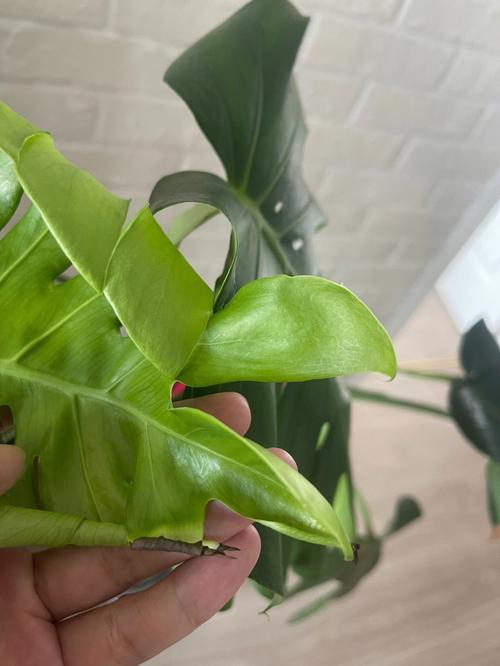 龟背竹叶子滴水的现象正常吗，日常怎么养护，龟背竹 叶子滴水？-第6张图片-优品飞百科