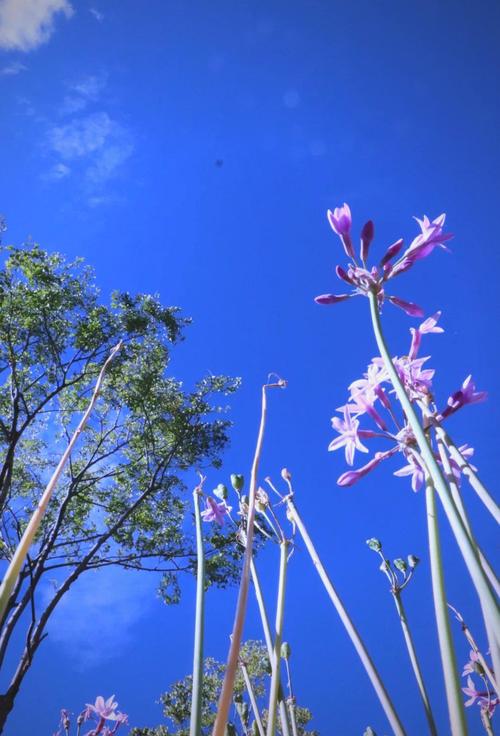 大理适合养什么花，市花和市树是什么，大理适合种什么花-第1张图片-优品飞百科