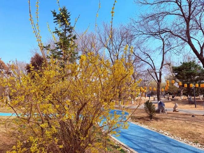 大理适合养什么花，市花和市树是什么，大理适合种什么花-第2张图片-优品飞百科