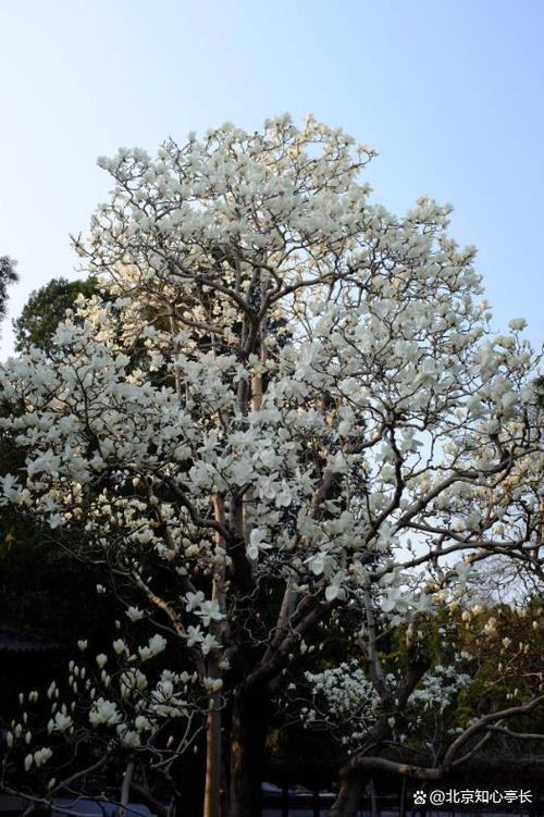 大理适合养什么花，市花和市树是什么，大理适合种什么花-第3张图片-优品飞百科