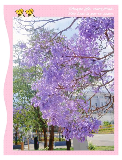 大理适合养什么花，市花和市树是什么，大理适合种什么花-第4张图片-优品飞百科