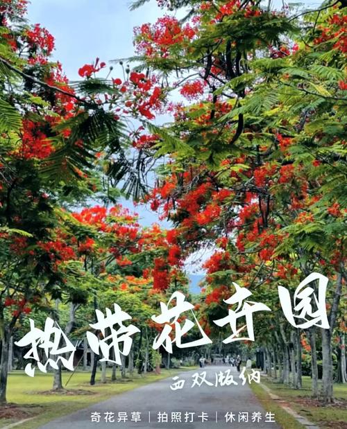 大理适合养什么花，市花和市树是什么，大理适合种什么花-第5张图片-优品飞百科