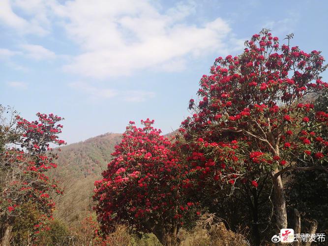 大理适合养什么花，市花和市树是什么，大理适合种什么花-第6张图片-优品飞百科