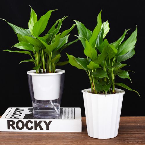 广东万年青的功效和作用，广东万年青的作用与功效？-第1张图片-优品飞百科