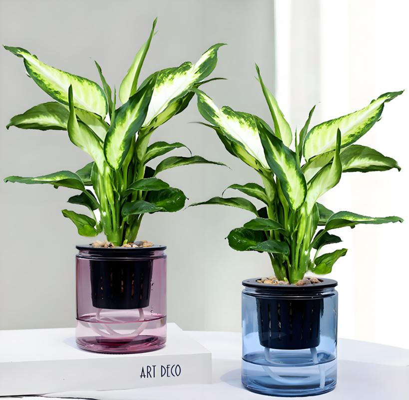 广东万年青的功效和作用，广东万年青的作用与功效？-第2张图片-优品飞百科