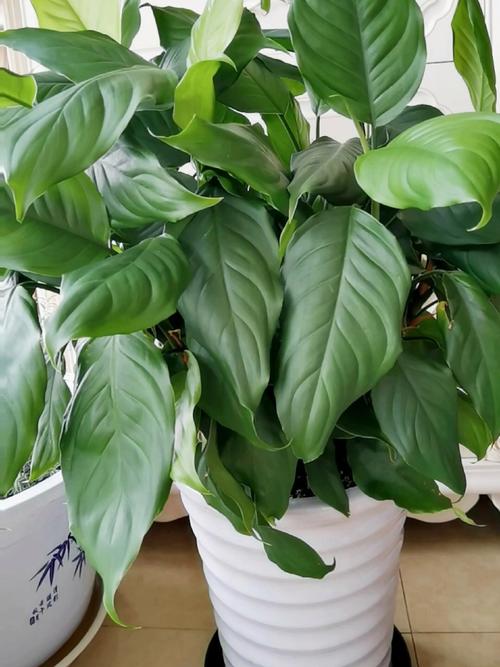 广东万年青的功效和作用，广东万年青的作用与功效？-第3张图片-优品飞百科