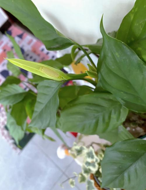 广东万年青的功效和作用，广东万年青的作用与功效？-第4张图片-优品飞百科