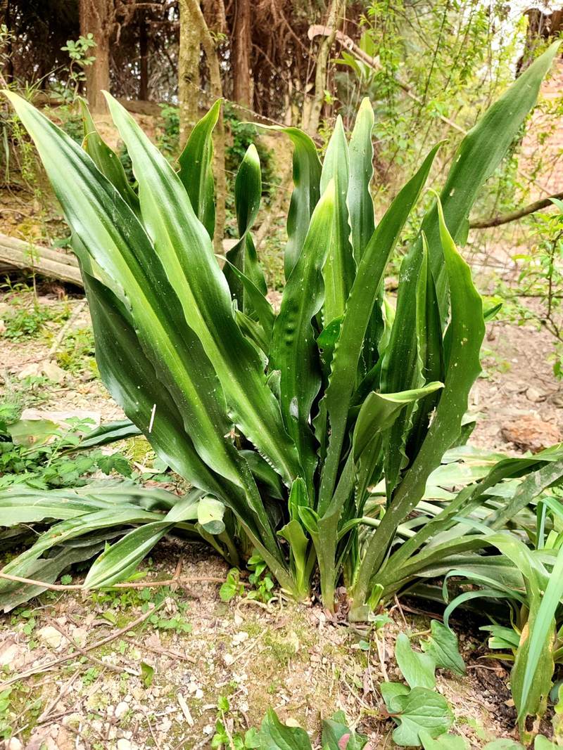 广东万年青的功效和作用，广东万年青的作用与功效？-第5张图片-优品飞百科