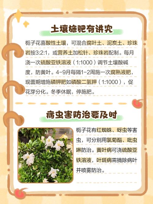 栀子花开花时间，怎么样养护开花才能多？栀子花什么开？-第3张图片-优品飞百科