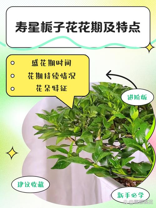 栀子花开花时间，怎么样养护开花才能多？栀子花什么开？-第4张图片-优品飞百科
